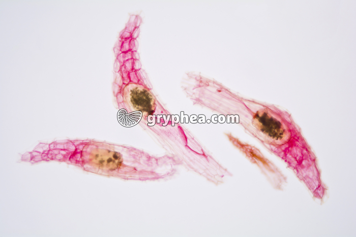 Orchidée - Graines d'Orchidée x25 - gryphea.com